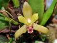/album/maxillareae/maxillaria-rufescens-jpg/